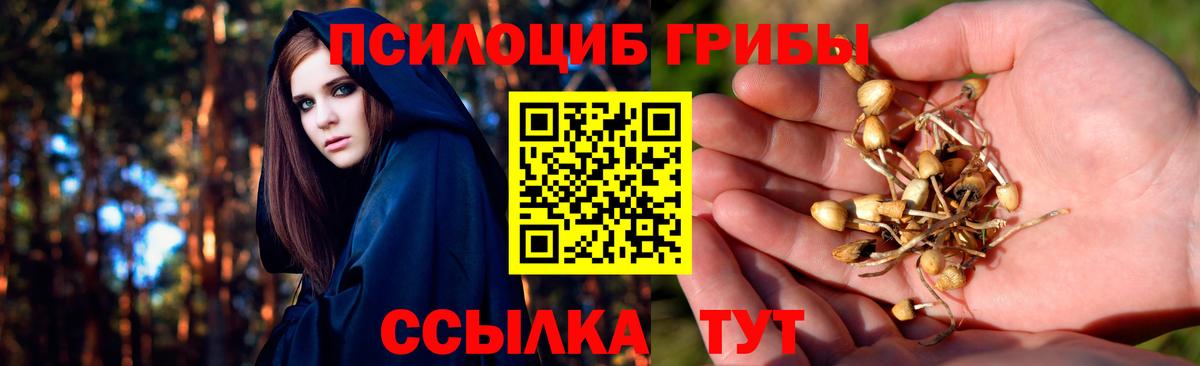 Псилоцибиновые грибы Psilocybe Черкесск